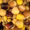 Mix gotowych ziaren Nash Large Seed Mix