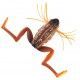 Przynęta żaba gumowa Daiwa 3,5cm Prorex Micro Frog 35DF, kolor: mad brown