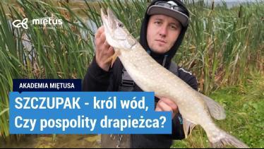 SZCZUPAK pospolity, czyli ESOX LUCIUS | WCZESNOJESIENNE Szczupaki na spinning | #AkademiaMiętusa