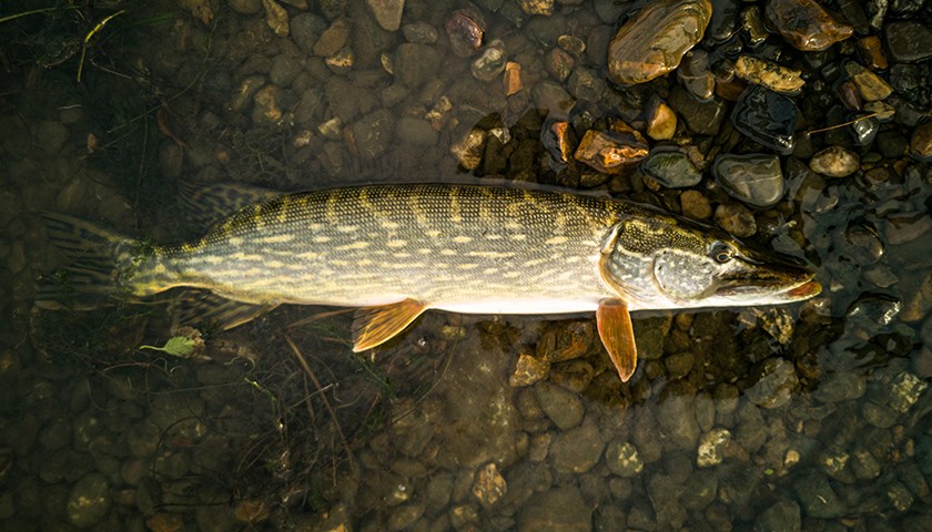 Jak złowić szczupaka? Przewodnik praktyczny od pierwszego rzutu do holu