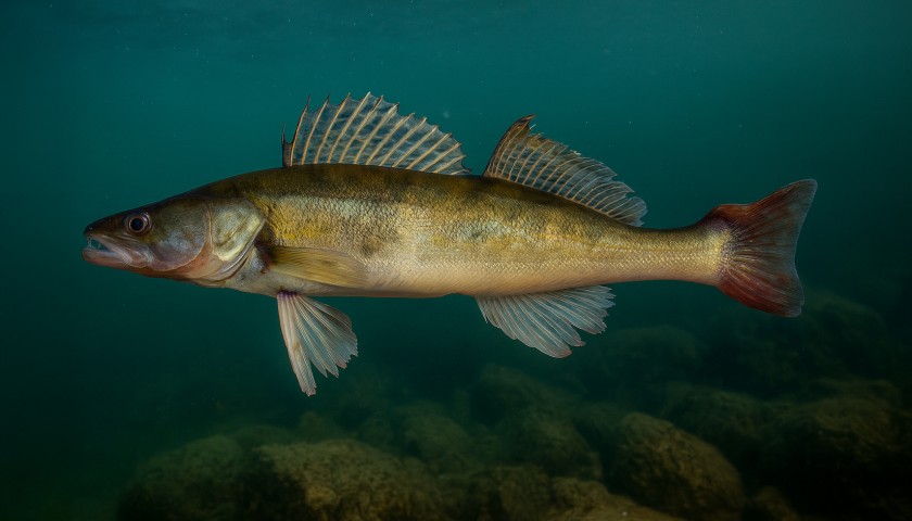 Sandacz – wszystko, co musisz wiedzieć