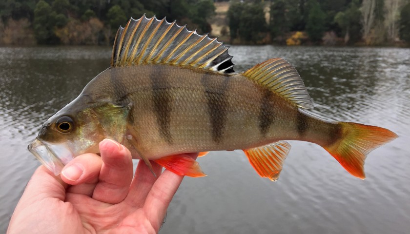 Okoń – wszystko, co musisz wiedzieć