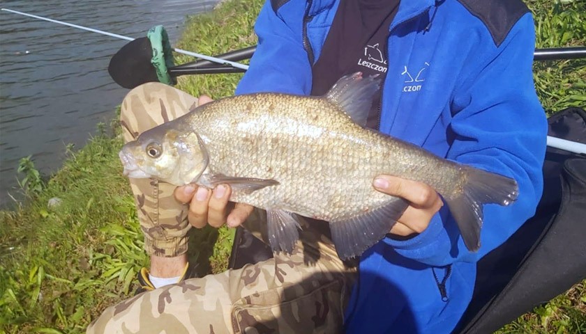 Leszcz – wszystko, co musisz wiedzieć