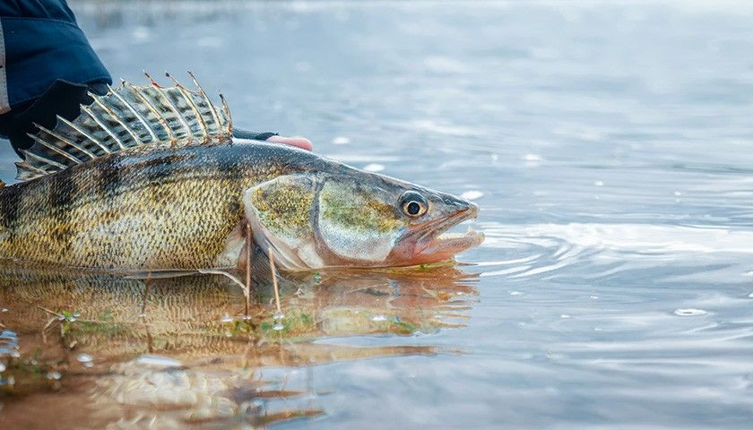 Najlepsze przynęty na sandacza Najlepsze przynęty na sandacza